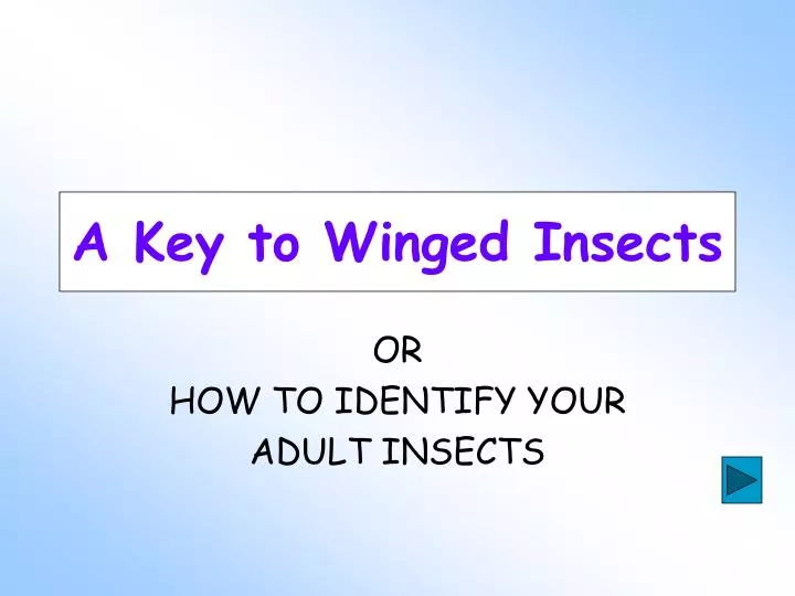 a key to winged insects