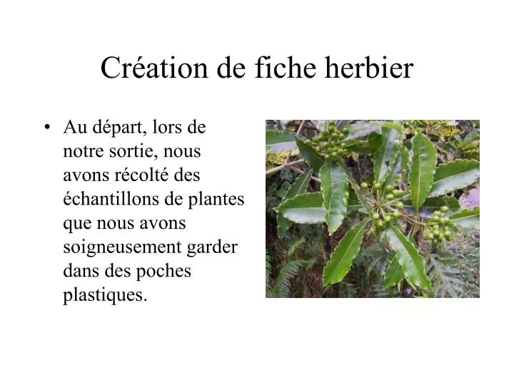 cr ation de fiche herbier