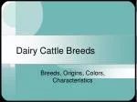 Dairy Cattle Breeds - slide 1