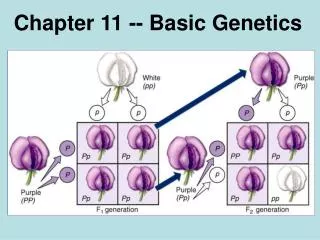 Chapter 11 -- Basic Genetics