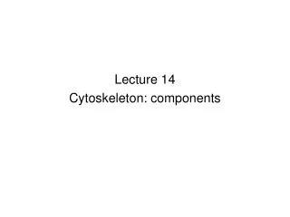 Lecture 14 Cytoskeleton: components
