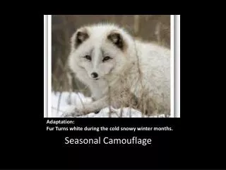 Adaptation: Fur Turns white during the cold snowy winter months.