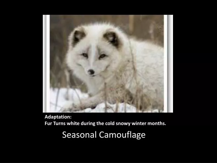 adaptation fur turns white during the cold snowy winter months