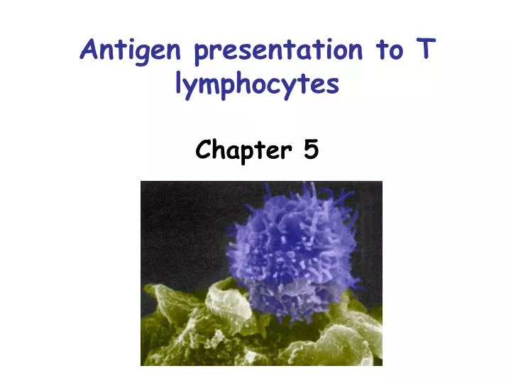 antigen presentation to t lymphocytes chapter 5