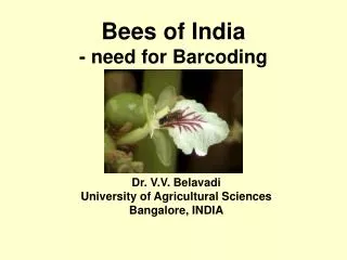 Bees of India - need for Barcoding