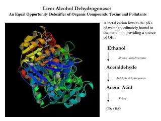 Liver Alcohol Dehydrogenase: An Equal Opportunity Detoxifier of Organic Compounds, Toxins and Pollutants