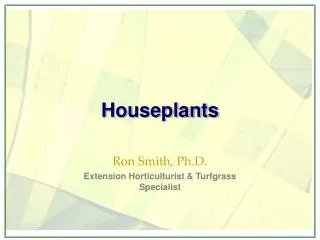 Houseplants