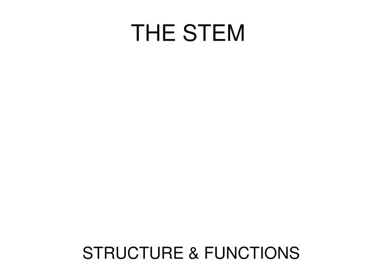 the stem