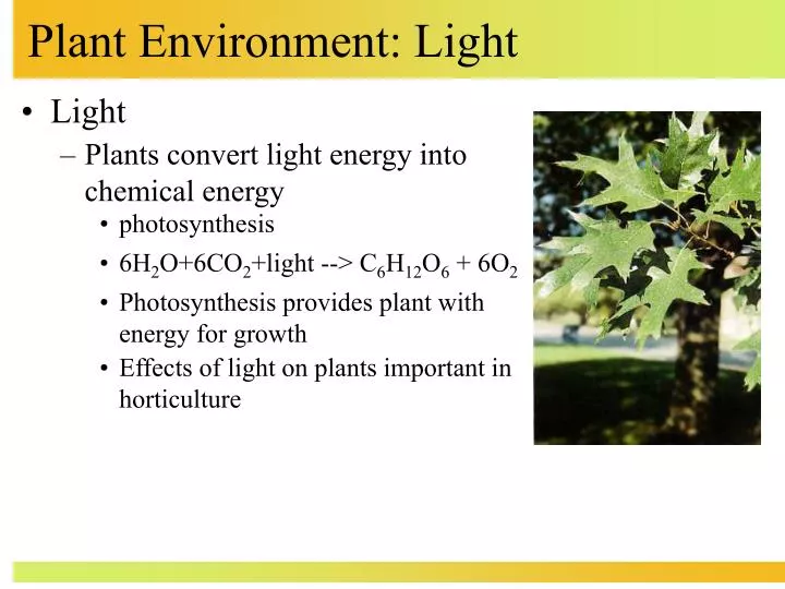 plant environment light