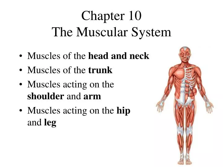 chapter 10 the muscular system