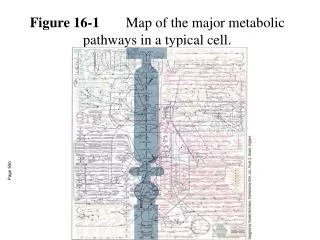 Figure 16-1 	Map of the major metabolic pathways in a typical cell.