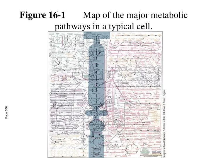 figure 16 1 map of the major metabolic pathways in a typical cell