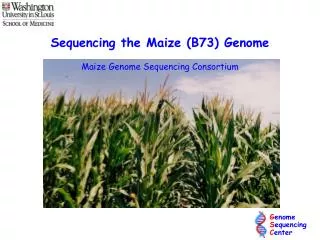 Sequencing the Maize (B73) Genome