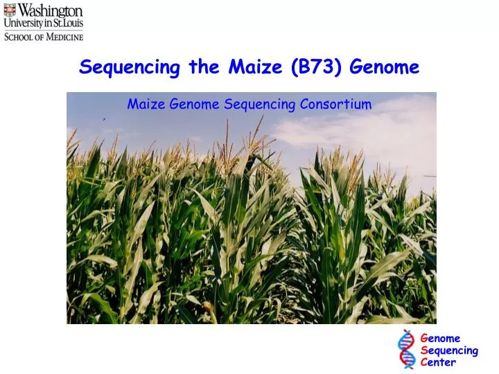 sequencing the maize b73 genome