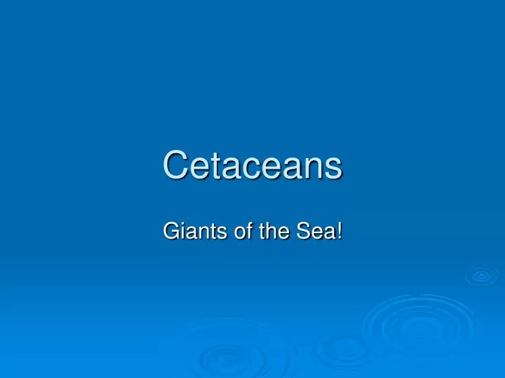 cetaceans