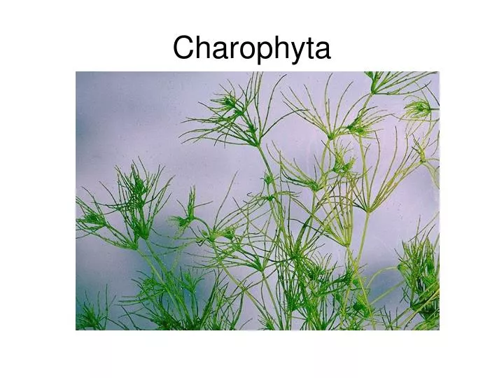 charophyta