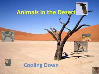 Animals in the Desert