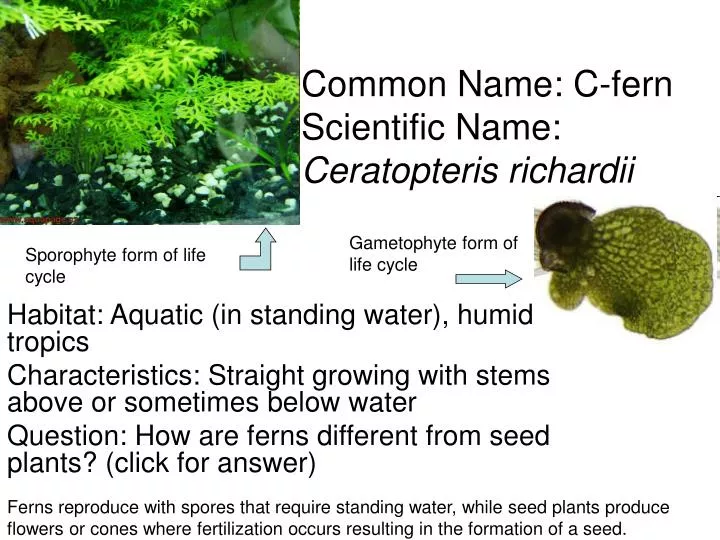 common name c fern scientific name ceratopteris richardii