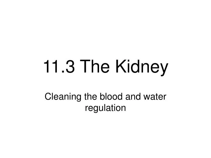 11 3 the kidney