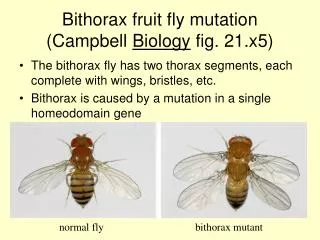 Bithorax fruit fly mutation (Campbell Biology fig. 21.x5)