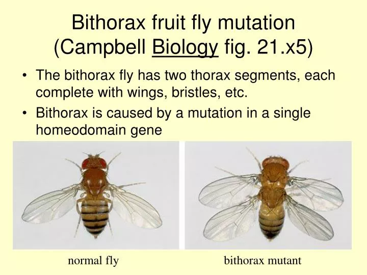 bithorax fruit fly mutation campbell biology fig 21 x5