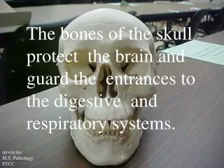The bones of the skull protect the brain and guard the entrances to the digestive and respiratory systems.