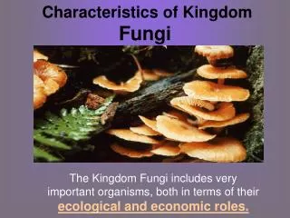 Characteristics of Kingdom Fungi