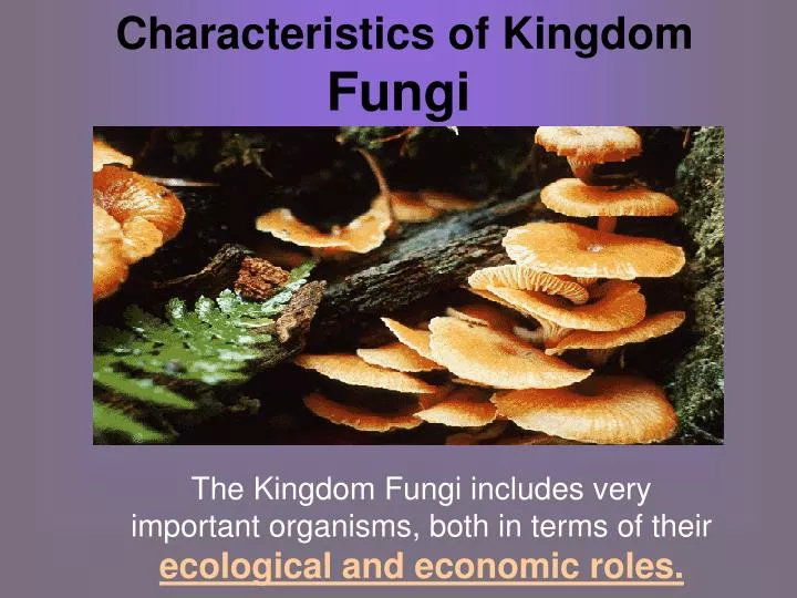 characteristics of kingdom fungi