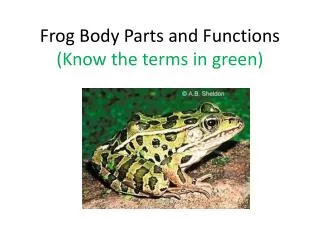 Frog Body Parts and Functions (Know the terms in green)