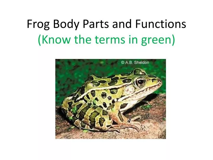 frog body parts and functions know the terms in green