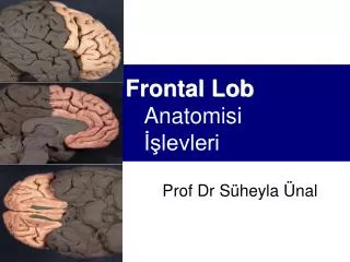 Frontal Lob Anatomisi İşlevleri