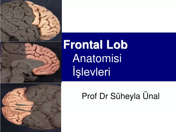 frontal lob anatomisi levleri