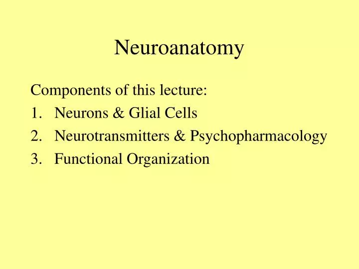 neuroanatomy