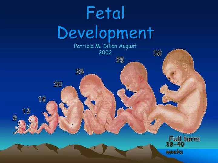 fetal development
