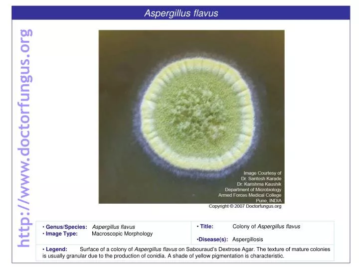 aspergillus nidulans morphology