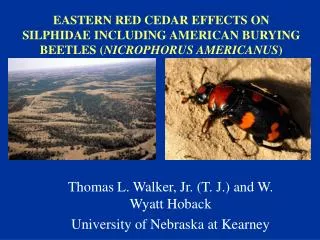 EASTERN RED CEDAR EFFECTS ON SILPHIDAE INCLUDING AMERICAN BURYING BEETLES ( NICROPHORUS AMERICANUS )