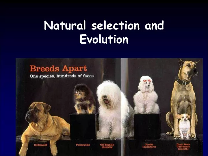 natural selection and evolution