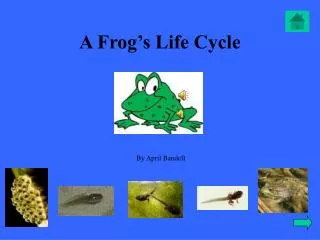 A Frog’s Life Cycle