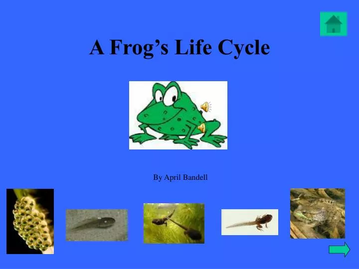 a frog s life cycle