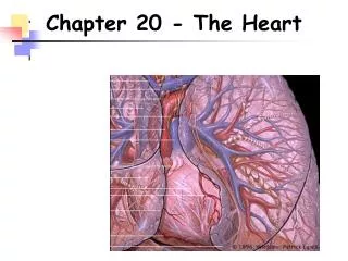 Chapter 20 - The Heart
