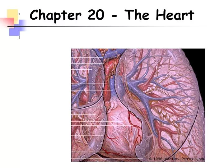 chapter 20 the heart