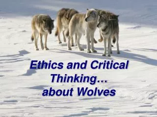 Ethics and Critical Thinking… about Wolves