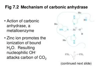Fig 7.2 Mechanism of carbonic anhydrase