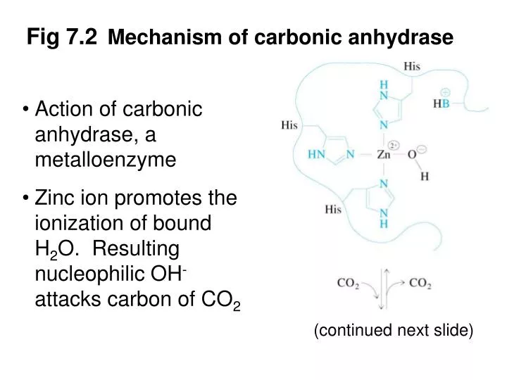 fig 7 2 mechanism of carbonic anhydrase