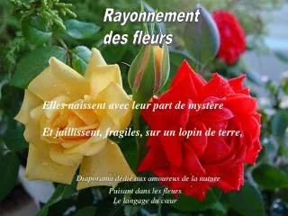 Rayonnement des fleurs