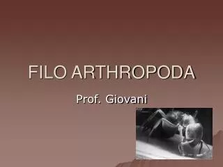 filo arthropoda