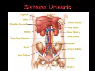 Sistema Urinario