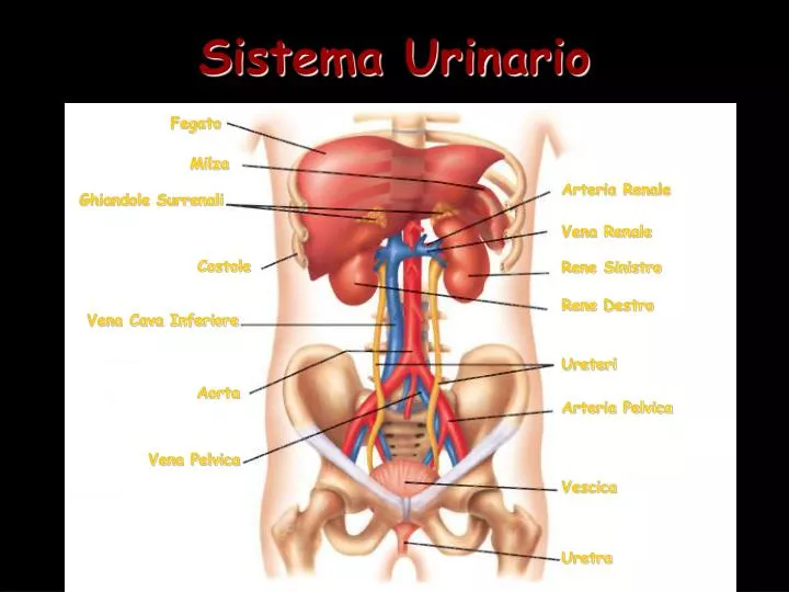 sistema urinario