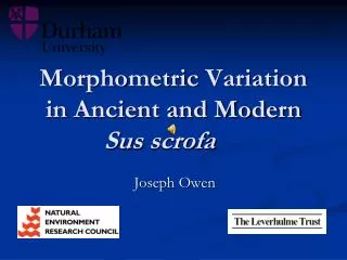 Morphometric Variation in Ancient and Modern Sus scrofa