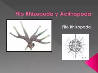 Filo Rhizopoda y Actinopoda